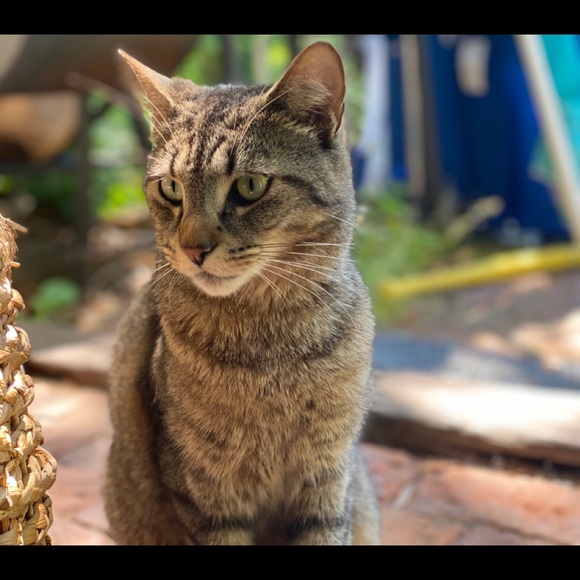 Meet your Posher, Sofia - Picture 3 of 4